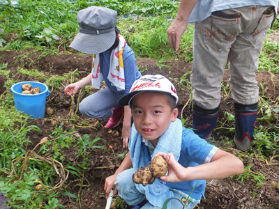 親子農業体験「ジャガイモの収穫とカレー作り」